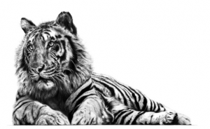 Graphite Pencil Drawing @ Nature in Art