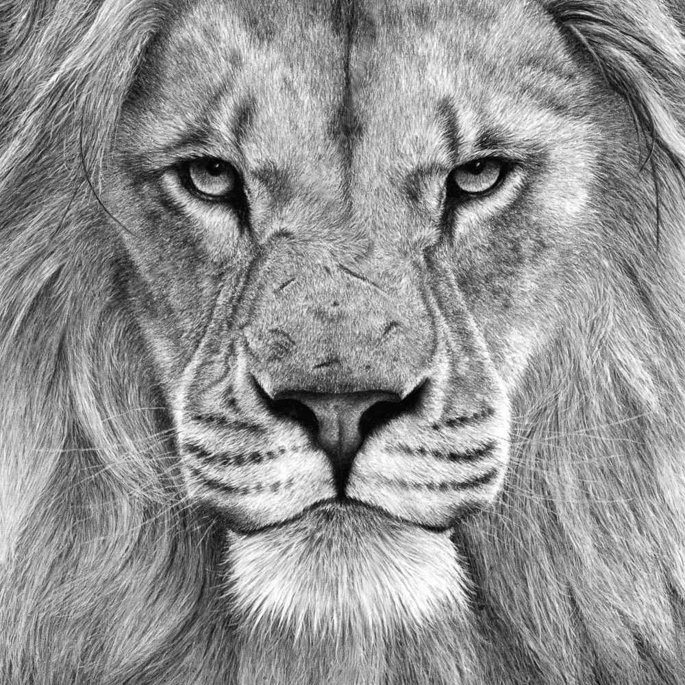 Charcoal Charcoal Pencil Drawing - Nature In Art