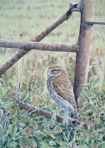 Little owl 2