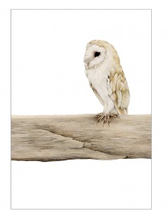 Gareth Watling @ Nature in Art