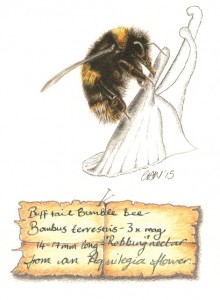 Bee Bonanza Family Fun Day @ Nature in Art