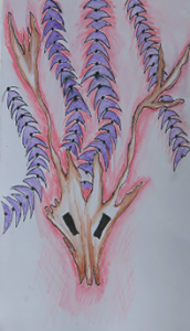 Designs from nature