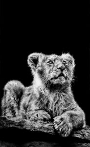 Boots Lion