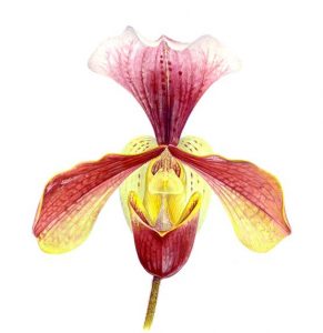 Botanical Painting using Watercolour or Gouache - Simon Williams @ Nature in Art