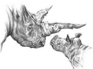 How to Draw a Baby Rhino in Graphite Pencil - Jamie Boots @ Nature in Art