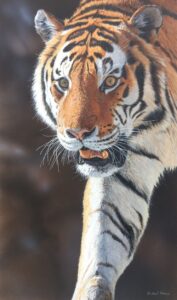 The Wildlife Art Society International (TWASI) Annual Exhibition @ Nature in Art