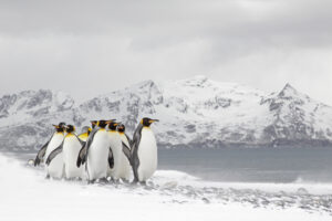 Voyage to the Antarctic - An Illustrated Talk by Helen Mugridge ARPS @ Online
