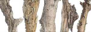 Natural Forms - Feathers, Bark and Seedpods with Ann Swan (FULLY BOOKED) @ Nature in Art (Education Centre)