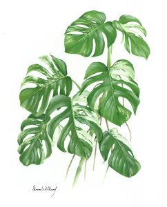 Botanical Illustration (watercolour/gouache) with Simon Williams