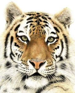 Tiger Portrait with Karen Coulson