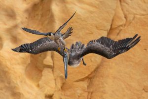 Bird Photographer of the Year 2023