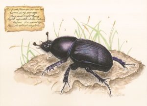 Studying & Painting Beautiful Beetles with Cath Hodsman