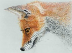 Fox Portrait (colour pencil) with Karen Coulson