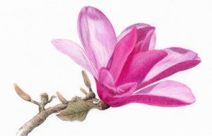 Magnolia (colour pencil) with Karen Coulson