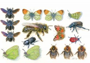 What’s so special about insects? An illustrated talk by Cath Hodsman AMRSB