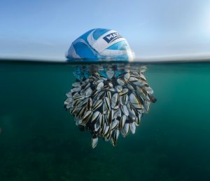 British Wildlife Photography Awards 2024