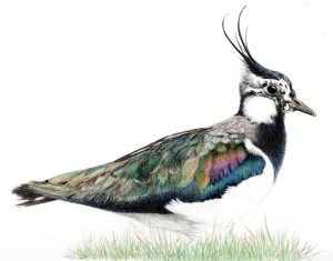 Lapwing with Karen Coulson FULLY BOOKED