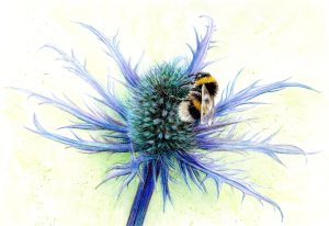 Bee on sea holly with Karen Coulson - FULLY BOOKED