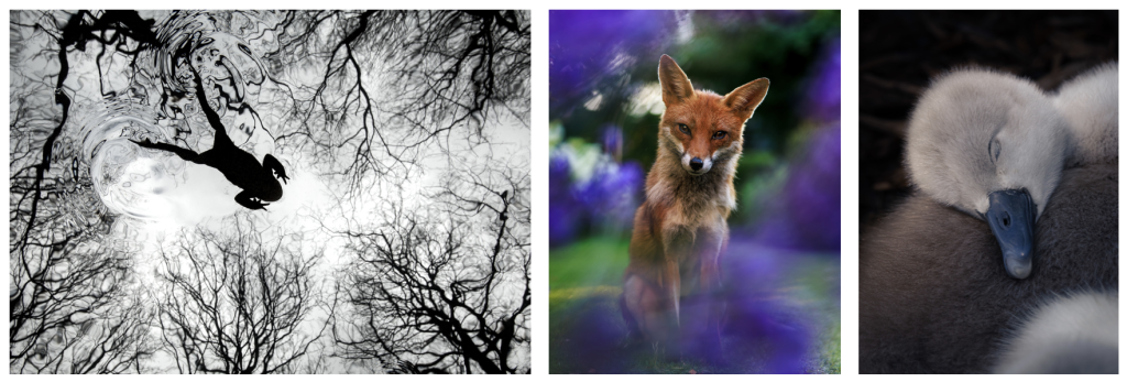 British Wildlife Photography Awards - Nature In Art