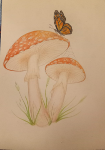 20-Butterfly
